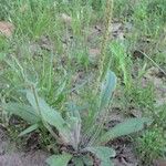 Plantago rhodosperma Pokrój