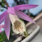 Pleione praecox Blomma