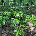 Vaccinium arboreum Leaf