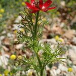 Adonis annua Leaf