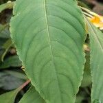 Impatiens auricoma Blad