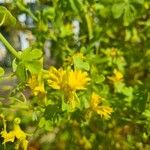 Tropaeolum peregrinum Blüte