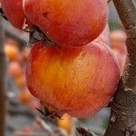 Malus × floribunda Fruit