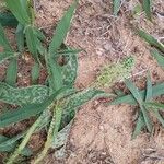 Ledebouria revoluta Хабит