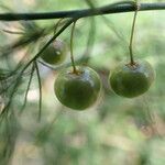 Asparagus officinalis Fruit