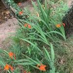 Crocosmia × crocosmiifloraKvet