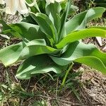 Crinum macowanii Folha