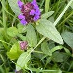 Prunella vulgaris Folha