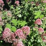 Valeriana lecoqii عادت داشتن