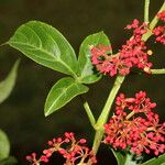 Cissus alata Flower