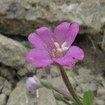 Epilobium hirsutum Cvet