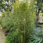 Phyllostachys aureosulcata Tervik taim