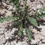 Diplotaxis muralis List