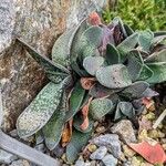 Gasteria carinata Leaf