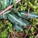 Goodyera oblongifolia Leaf