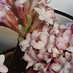 Viburnum × bodnantense Bloem