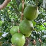 Macadamia integrifolia ᱡᱚ