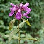 Stachys palustrisപുഷ്പം