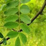 Sorbus hupehensis