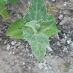 Atriplex laciniata पत्ता