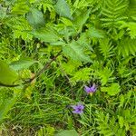 Solanum septemlobum Hoja