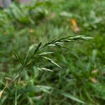 Bromus catharticus Frukt