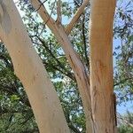 Eucalyptus globulus Corteccia