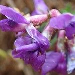 Oxytropis jacquinii ফুল