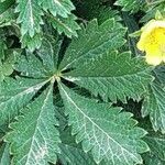 Potentilla reptans Blad