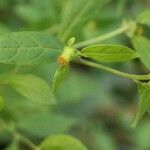 Carpesium abrotanoides Blüte