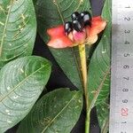 Psychotria elata Други