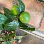 Citrus aurantiifolia 花