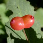 Lonicera conjugialis Frukt