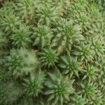 Euphorbia susannae Feuille