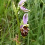 Ophrys scolopax Характер