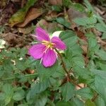 Heterotis rotundifolia Цвят