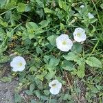 Convolvulus arvensis ᱛᱟᱦᱮᱸ
