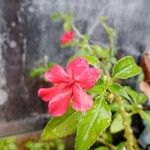 Impatiens wallerianaVirág