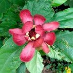 Calycanthus floridusFoglia