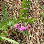 Vicia sepium Лист