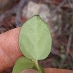 Cyclophyllum jasminifolium Folio