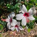 Hibiscus genevii Cvet