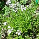 Thymus nitens Leaf