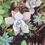 Graptopetalum paraguayenseLiść