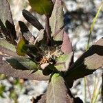 Pluchea rosea Fruit