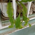 Epiphyllum phyllanthus葉