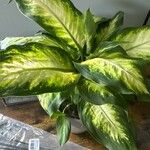 Dieffenbachia seguine Folio