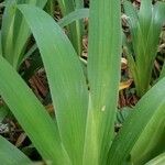 Iris japonica Leaf