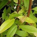 Vaccinium corymbosum Habit