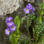 Polemonium pulcherrimum عادت